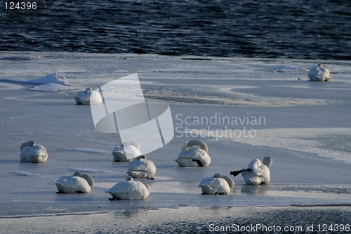 Image of Swans sleeping on the ice