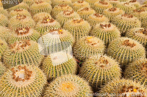 Image of Cactus plantation