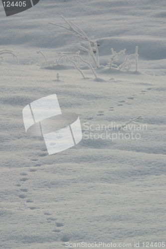 Image of Tracks in snow