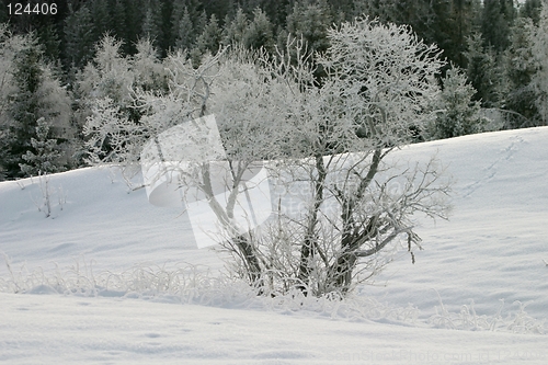 Image of Tree covered with frost