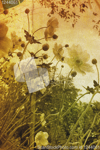 Image of Vintage flowers