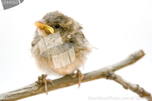 Image of Bird on a branch