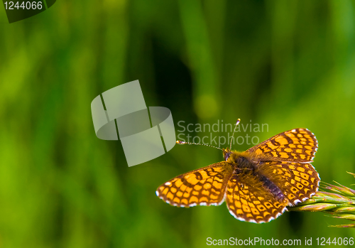 Image of butterfly in the nature