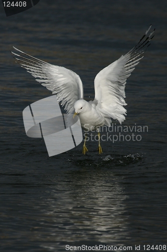 Image of Gull walking on water