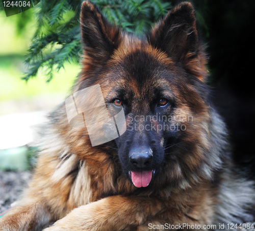 Image of german sheppard