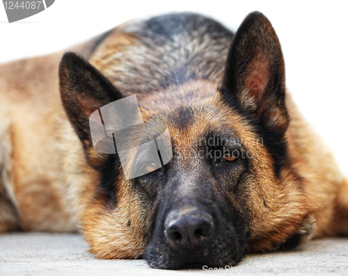 Image of german sheppard