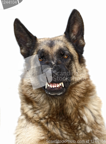 Image of wild dog