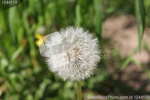 Image of dandelion