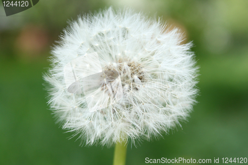 Image of dandelion