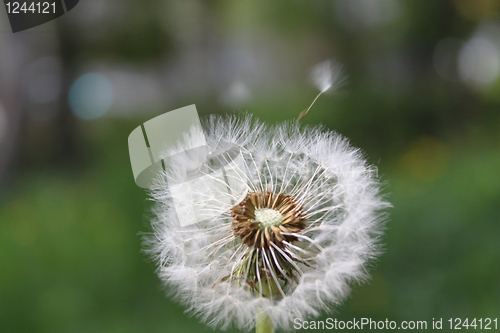 Image of dandelion