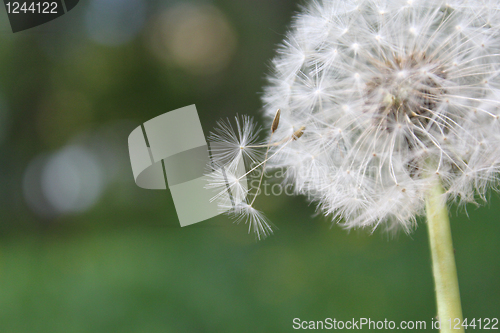 Image of Dandelion