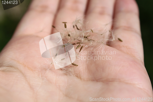 Image of Dandelion seed