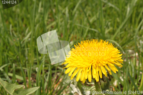 Image of dandelion