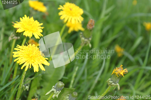 Image of dandelion