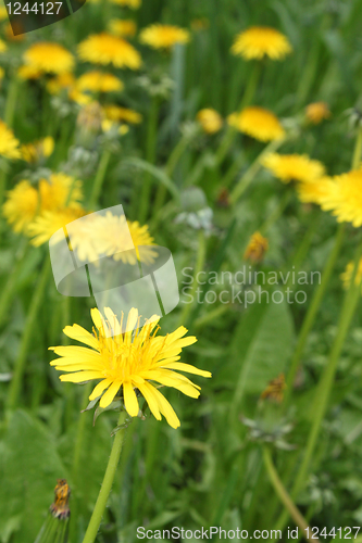 Image of dandelion