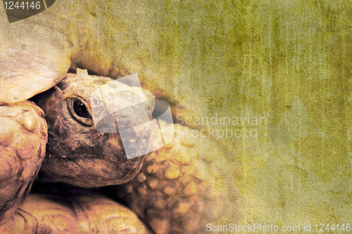 Image of tortoise