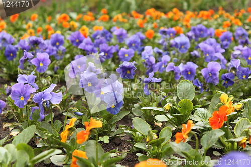 Image of flower-bed of viola