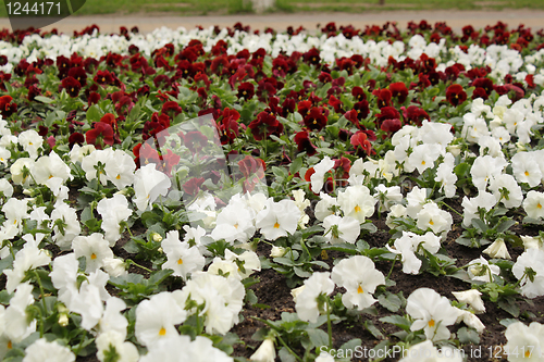 Image of flower-bed of viola