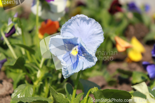 Image of flower of blue viola