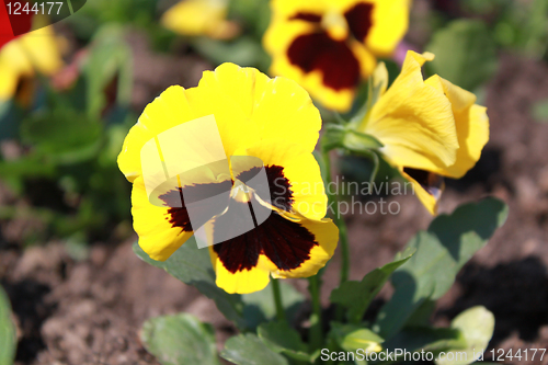 Image of flower of yellow viola