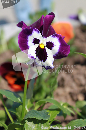 Image of flower of blue viola