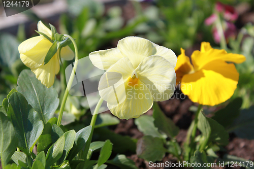 Image of flower of yellow viola