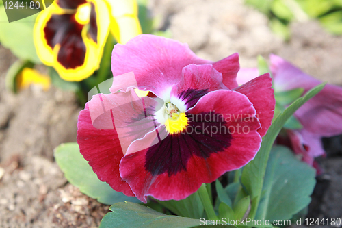 Image of flower of red viola
