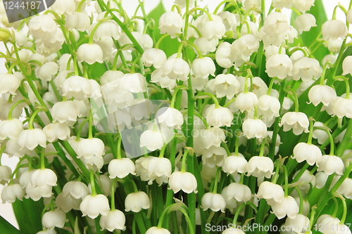 Image of Lily of the valley