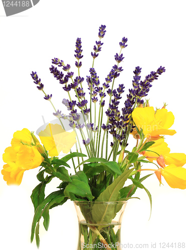 Image of Primrose and lavender