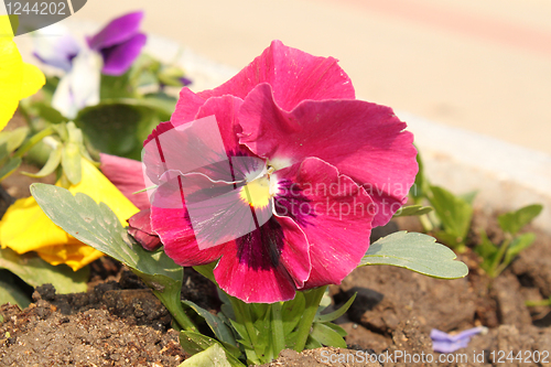 Image of flower of red viola