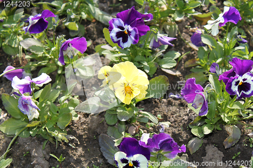Image of flower-bed of viola