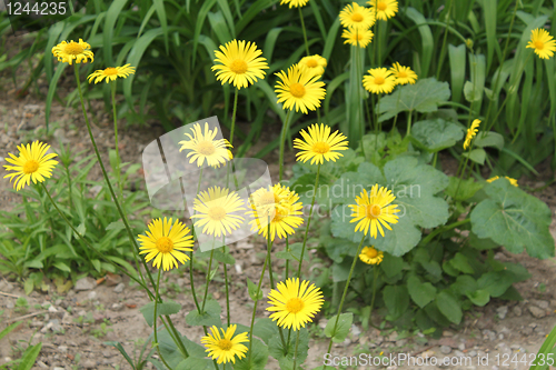 Image of Camomile