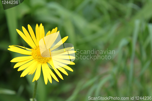 Image of Camomile