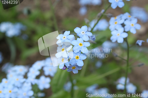 Image of blue flower