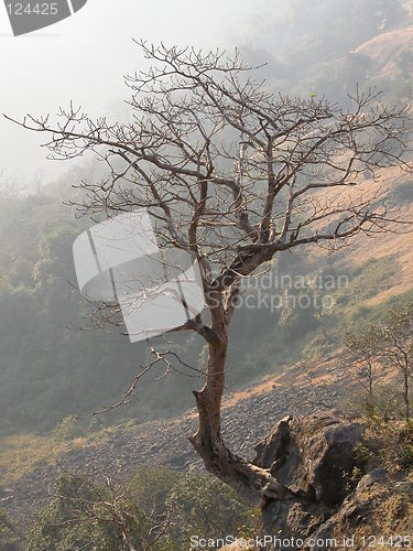 Image of Lonely Tree