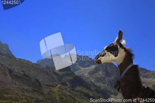 Image of Lama profile and Pyrenees Mountains