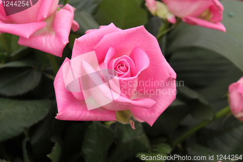 Image of Bouquet of pink roses