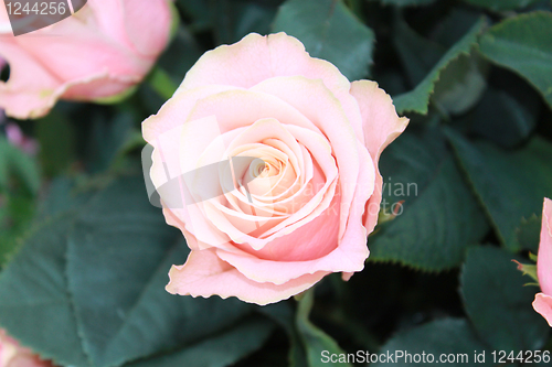 Image of Bouquet of pink roses