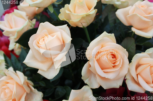 Image of Bouquet of beige roses