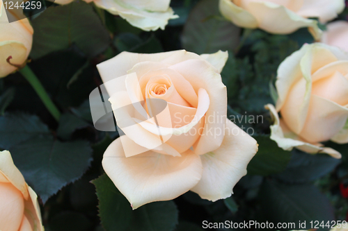 Image of Bouquet of beige roses