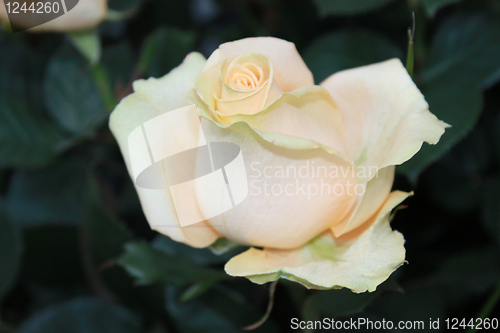 Image of beige rose