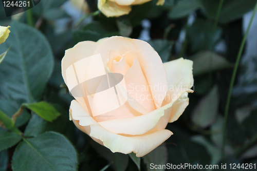 Image of beige rose