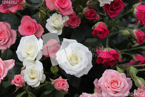 Image of Bouquet of roses