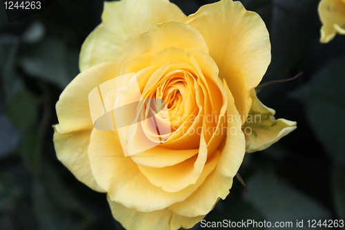 Image of yellow rose