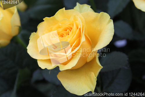 Image of Bouquet of yellow roses