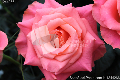 Image of Bouquet of pink roses