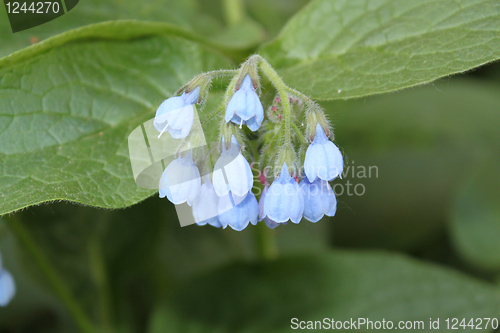 Image of Blue flowers