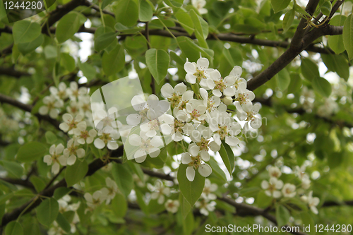 Image of Bird cherry flowers