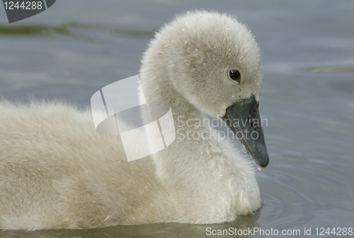 Image of Young Muted Swan
