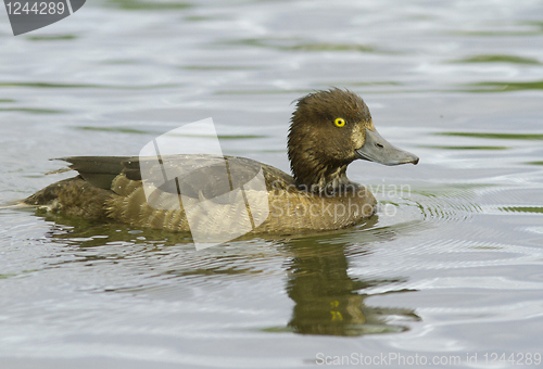 Image of Tufted duck